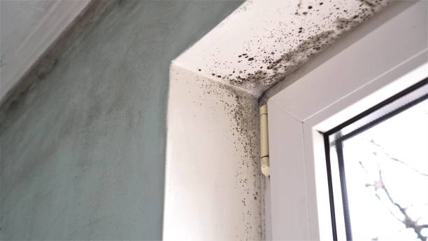 Best Mold Cleaning Services  in Rohnert Park, CA