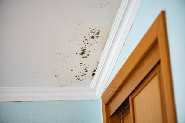 Best Mold Removal and Inspection  in Rohnert Park, CA
