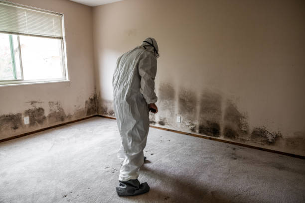 Best Black Mold Removal  in Rohnert Park, CA