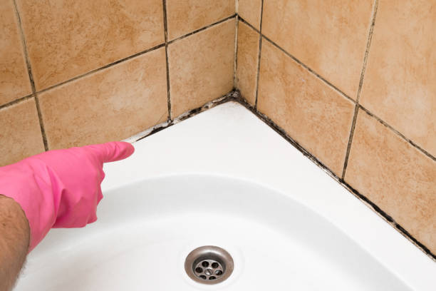 Mold Removal and Inspection in Rohnert Park, CA